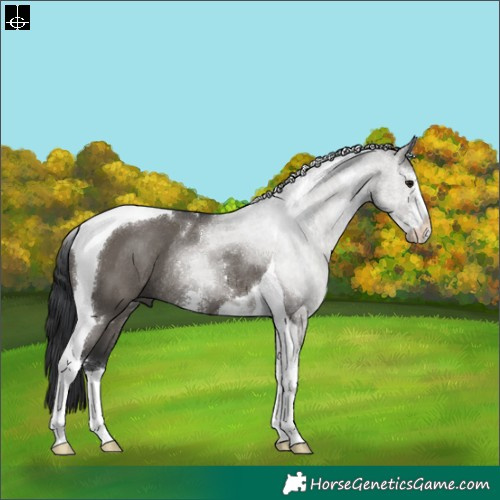 Horse Color:Grullo Sabino Tobiano Rabicano