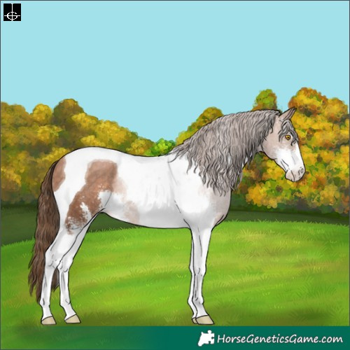 Horse Color:Brown Pearl Sabino Tobiano Rabicano 