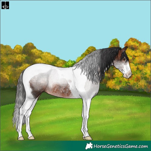 Horse Color:Brown Sabino Tobiano Rabicano 
