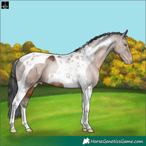 Horse Color:Gray Sable Champagne Tobiano Rabicano
