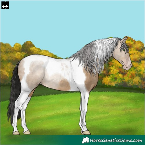 Horse Color:Gray Sable Champagne Dun Tobiano Rabicano