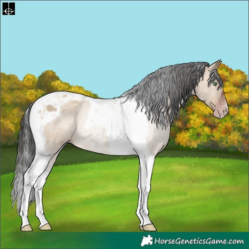Horse Color:Gray Sable Champagne Dun Tobiano Rabicano 