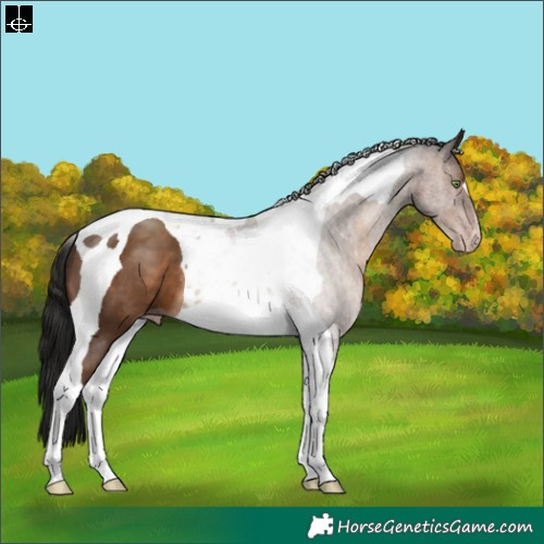 Horse Color:Gray Sable Champagne Tobiano 