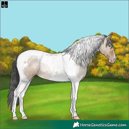 Horse Color:Gray Sable Champagne Dun Tobiano 