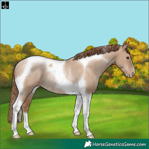 Horse Color:Grullo Pearl Tobiano Rabicano 