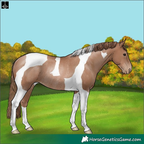 Horse Color:Black Pearl Tobiano Rabicano 