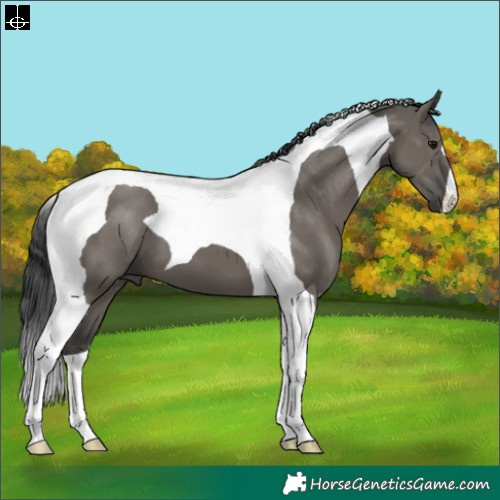 Horse Color:Grullo Tobiano