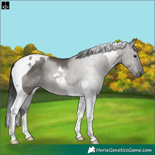 Horse Color:Grullo Tobiano Rabicano 