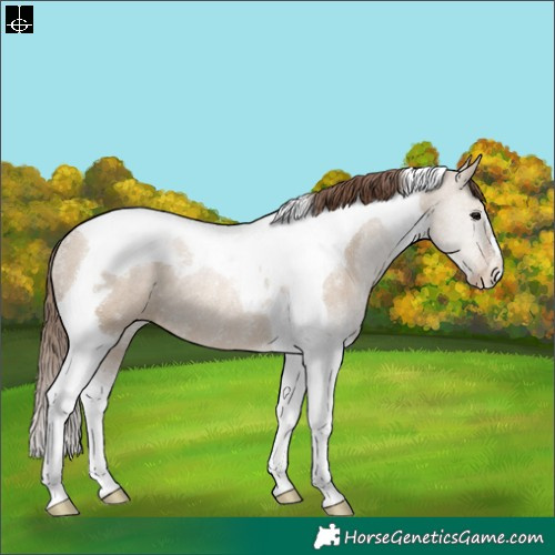 Horse Color:Grullo Pearl Tobiano Rabicano 