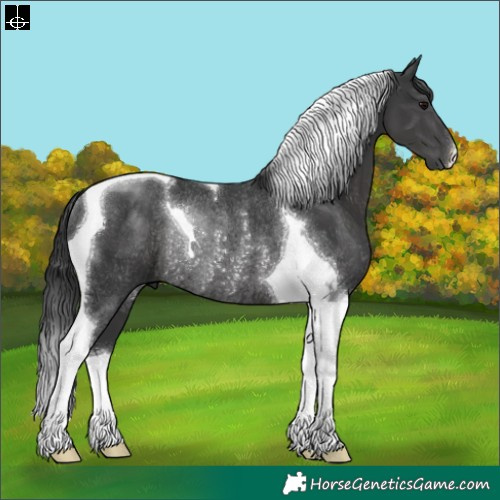 Horse Color:Black Tobiano Rabicano