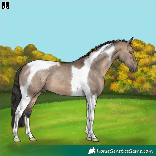 Horse Color:Brown Dun Tobiano 