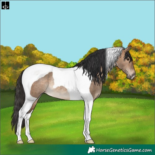 Horse Color:Brown Dun Tobiano Rabicano 