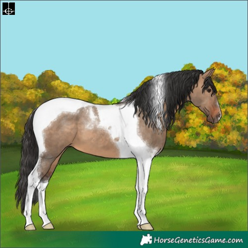 Horse Color:Brown Dun Tobiano 