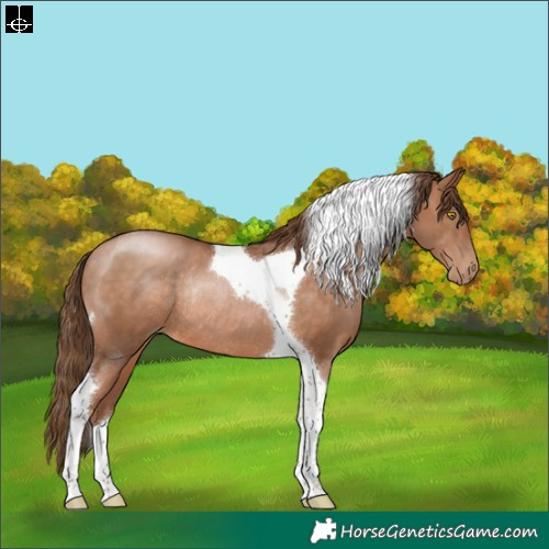 Horse Color:Brown Pearl Tobiano Rabicano