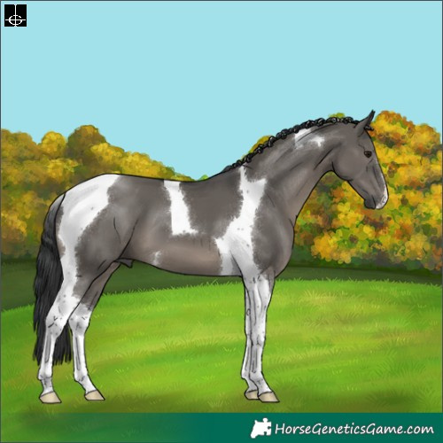 Horse Color:Grullo Tobiano 