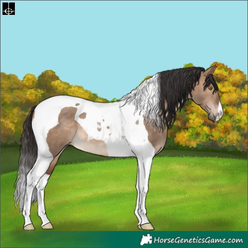 Horse Color:Brown Dun Tobiano 