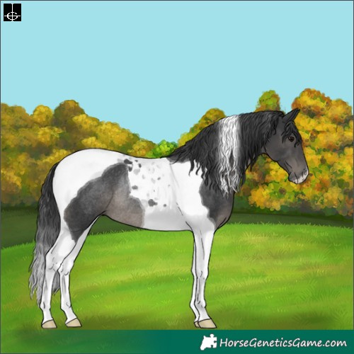 Horse Color:Black Tobiano Rabicano 