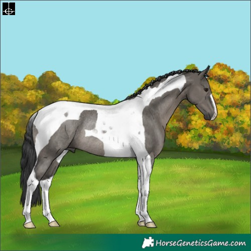 Horse Color:Grullo Tobiano Rabicano