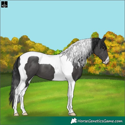 Horse Color:Black Tobiano