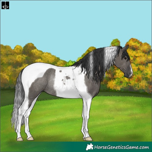 Horse Color:Grullo Tobiano Rabicano 