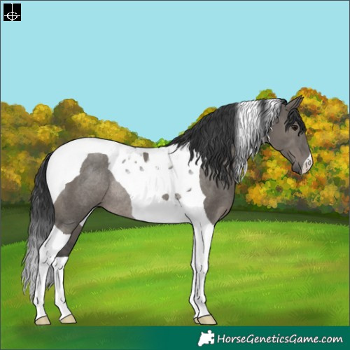 Horse Color:Grullo Tobiano Rabicano