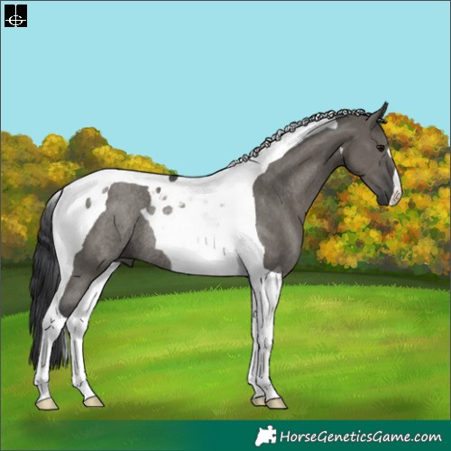 Horse Color:Grullo Tobiano Rabicano