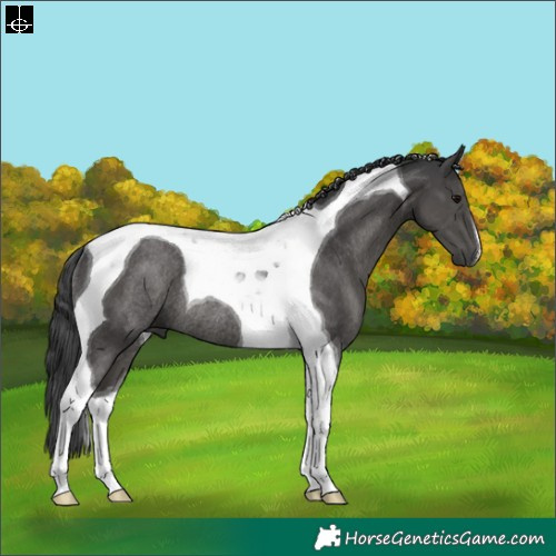 Horse Color:Black Tobiano Rabicano