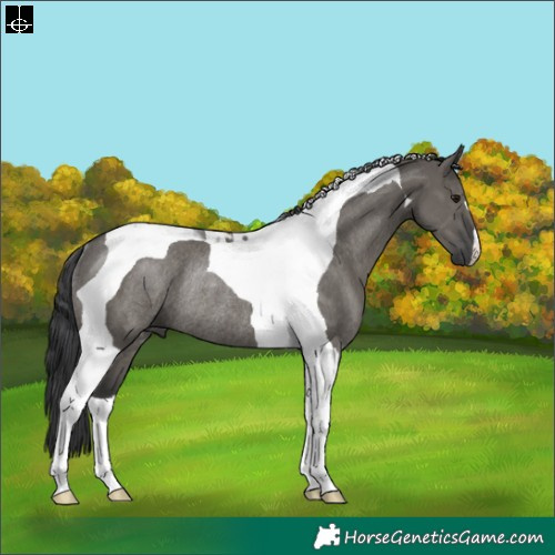 Horse Color:Grullo Tobiano Rabicano