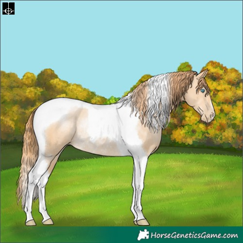 Horse Color:Buckskin Pearl Tobiano Rabicano 
