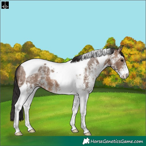 Horse Color:White Spotted Brown Dun Tobiano 