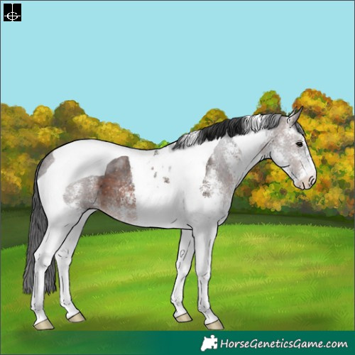Horse Color:White Spotted Brown Tobiano 
