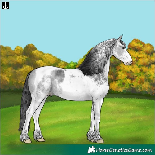 Horse Color:White Spotted Black Tobiano 