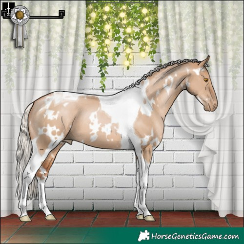 Horse Color:White Spotted Silver Grullo Pearl Tobiano 