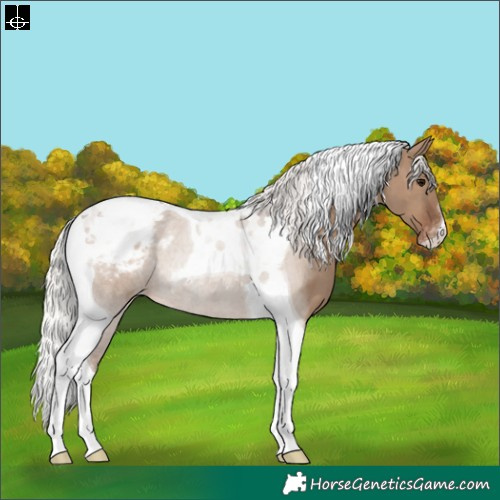 Horse Color:Silver Grullo Tobiano Appaloosa