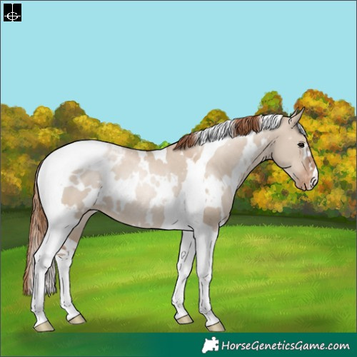 Horse Color:White Spotted Grullo Pearl Tobiano Appaloosa Rabicano 