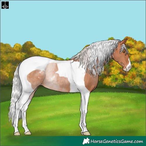 Horse Color:Silver Brown Pearl Tobiano Appaloosa Rabicano