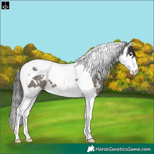 Horse Color:White Spotted Grullo Splash Tobiano Appaloosa