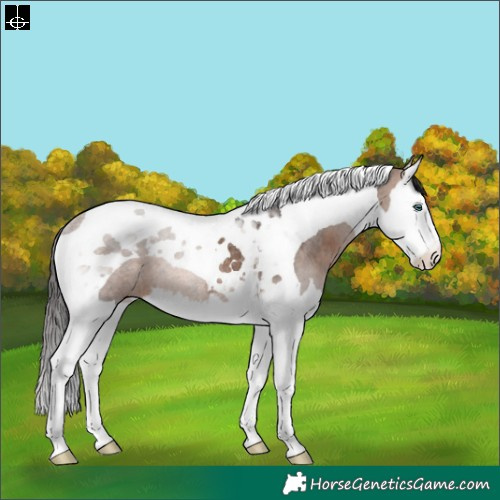 Horse Color:Brown Splash Tobiano Rabicano 