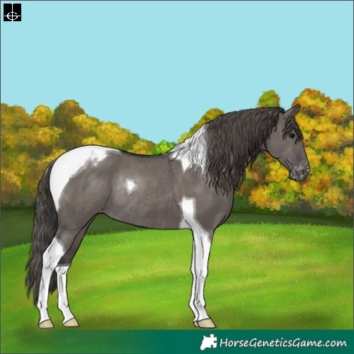 Horse Color:Grullo Tobiano Appaloosa Rabicano 