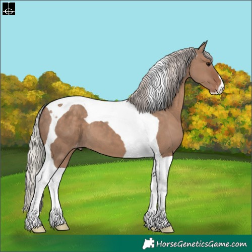 Horse Color:Silver Grullo Tobiano Appaloosa