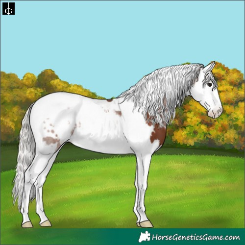 Horse Color:White Spotted Silver Black Splash Tobiano Appaloosa 