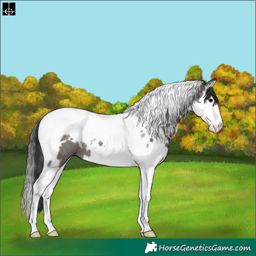 Horse Color:White Spotted Grullo Splash Tobiano Rabicano 