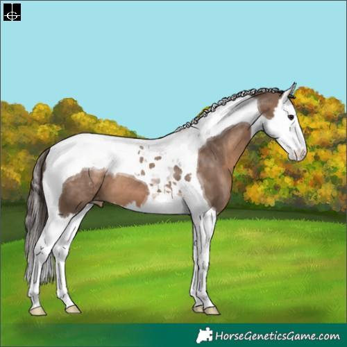 Horse Color:Brown Dun Splash Tobiano Appaloosa 