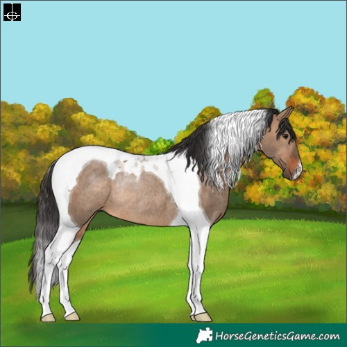 Horse Color:Brown Dun Tobiano Rabicano
