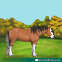 Horse Color:Bay Splash
