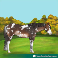 Horse Color:White Spotted Brown Splash 
