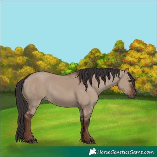 Horse Color:Liver Red Dun Rabicano 