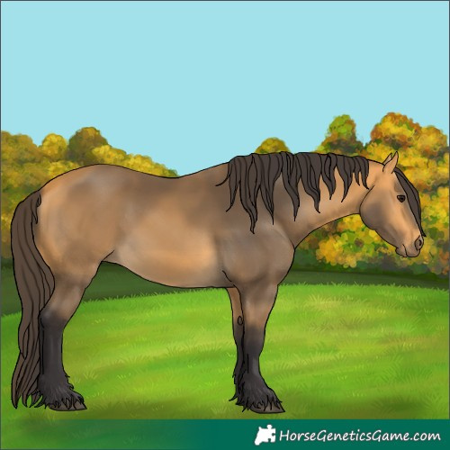 Horse Color:Unknown 
