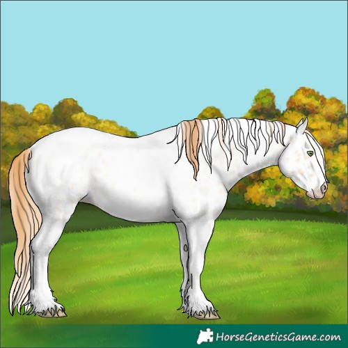 Horse Color:Gold Champagne Roan Dun Splash Tobiano Frame Appaloosa Rabicano 