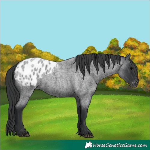 Horse Color:Blue Roan Blanket 
